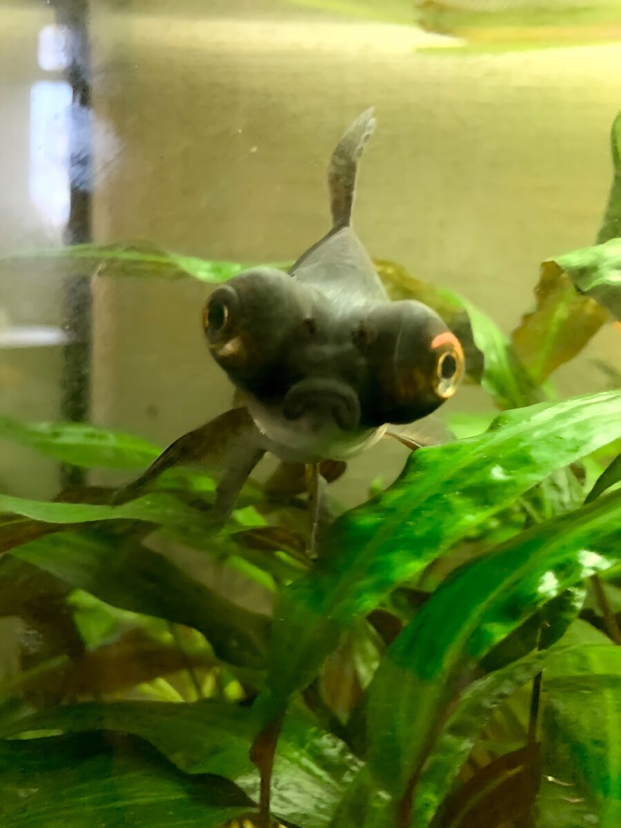 Скупой платит дважды!!!