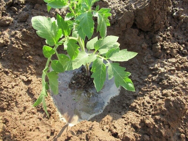 Фото https://www.instagram.com/p/CMtGSkcB_Qj/