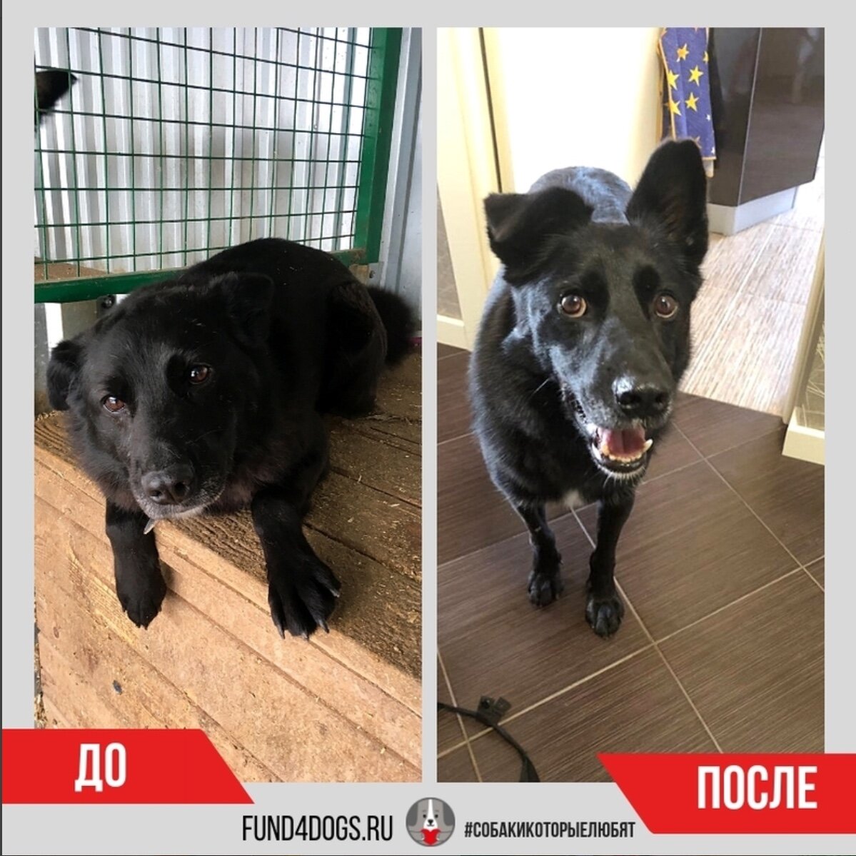 Сириус в приюте и дома