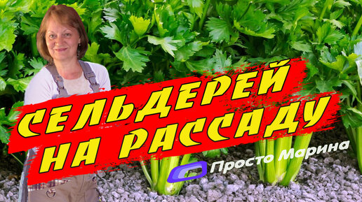 Посев семян сельдерея на рассаду.