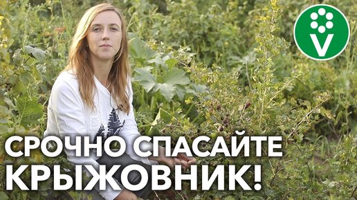 НЕ ПОТЕРЯЙТЕ ВЕСЬ УРОЖАЙ КРЫЖОВНИКА! Защитите кустарник от солнца и болезней!