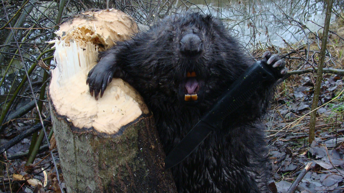 Всем привет!