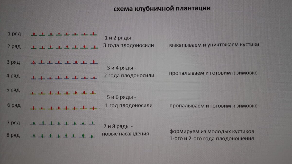 Схема клубничной плантации. 7 и 8 ряд добавляем для новых грядок молодой клубники