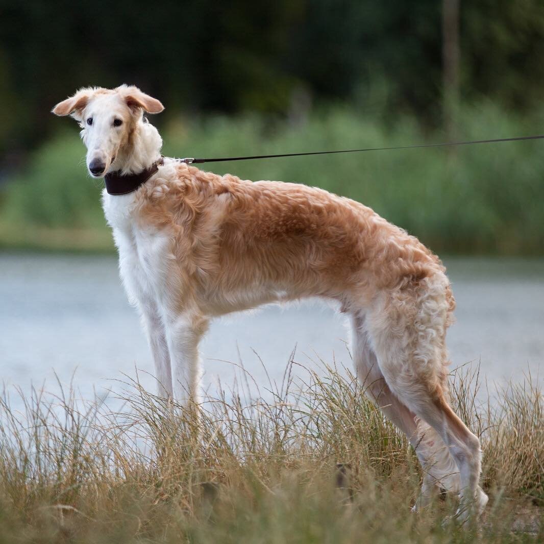фото для обложки lapkins.ru