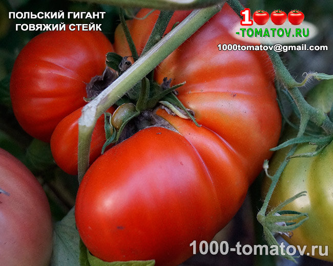 Томат  Польский гигантский говяжий стейк Polish Giant Beefsteak фото 2