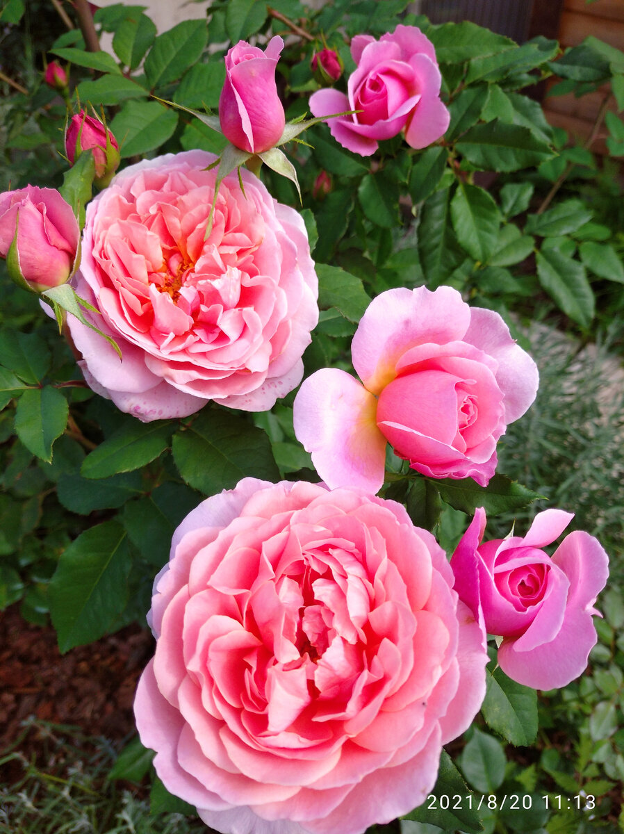 Роза Френсис Блейз: особенности и характеристика сорта, правила посадки, выращивания и ухода, отзывы - садовый сайт Наша Роза
