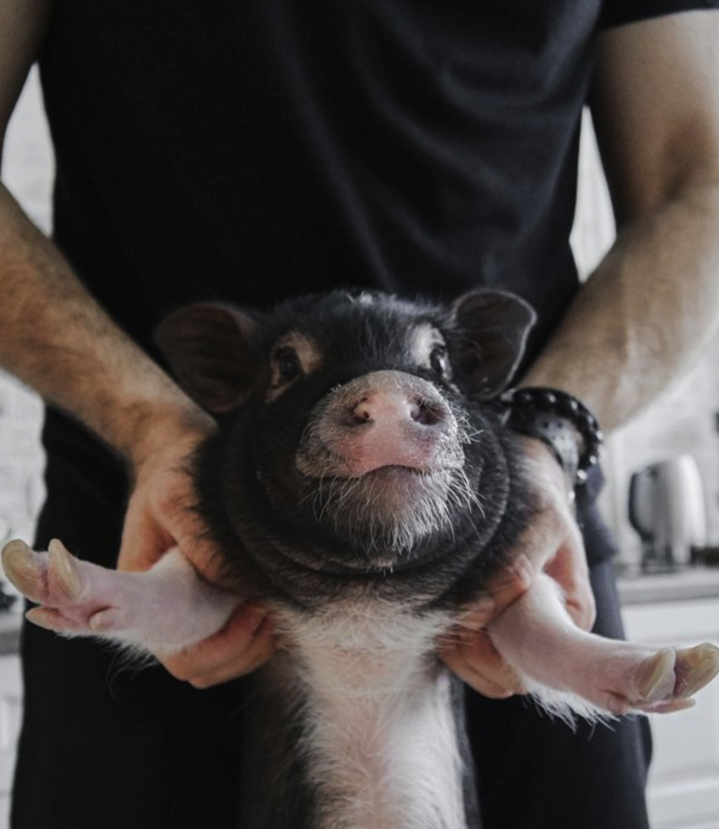 Бункерная кормушка для свиней своими руками / 10 фото примеров