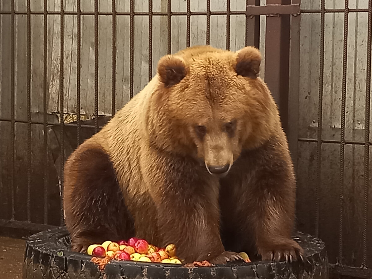 Матрёшка, ноябрь 2021, личный архив