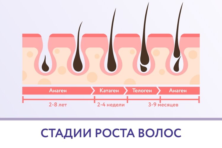 Не по дням, а по часам: когда ждать появления новых волос после их ...