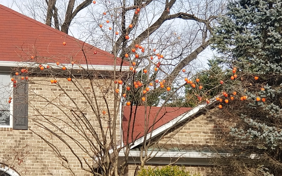 Корейская хурма около американского дома, @NK