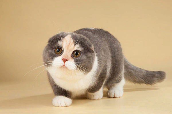 21 Reasons Everyone Needs A Munchkin Cat In Their Life Munchkin kitten, Cute cat