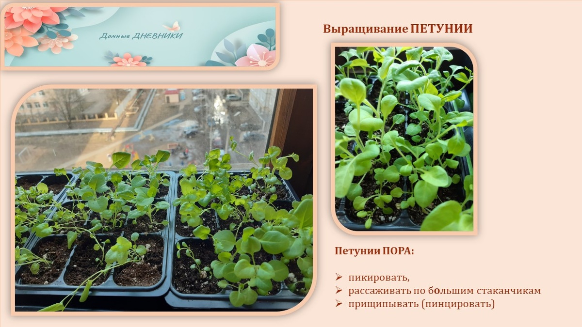 Фото. Петунии пора пикировать