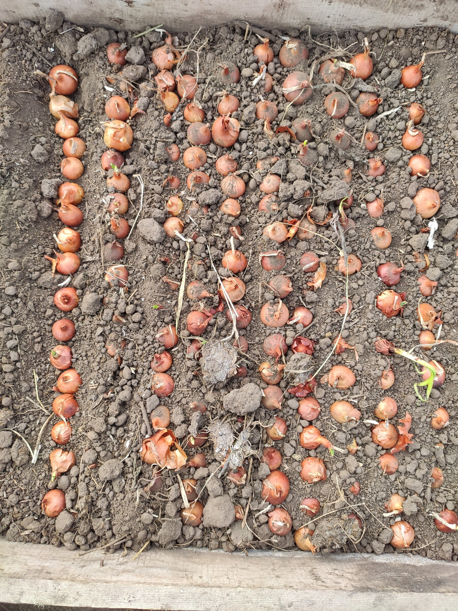 Плотно высаживаю