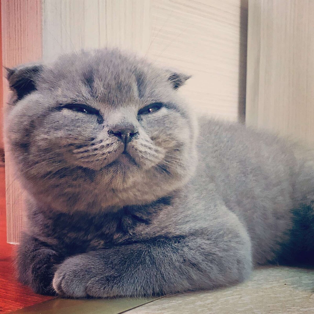 А это наш Космос. Со зрением у него порядок. Но неужели коты на других фото хуже?