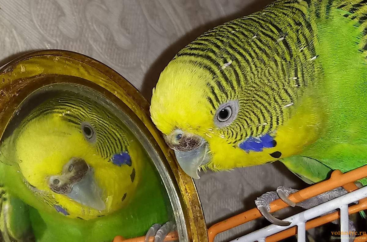 Почему попугай перестал. Зеркало для волнистого попугая. Попугай и зеркало. Зеркальце для волнистых попугаев. Попугайчик и зеркало.