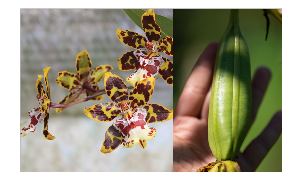 Самые необыкновенные цветы в оранжерее гипермаркета "Твой Дом"!