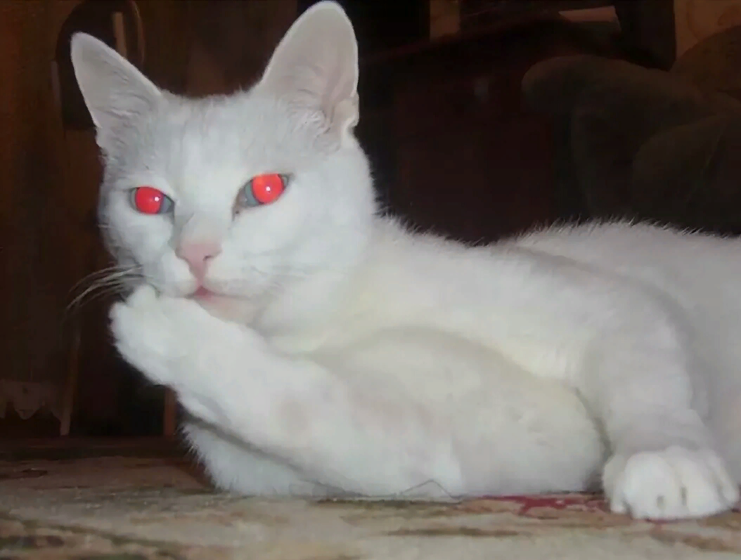 Котенок альбинос - Quara.ru