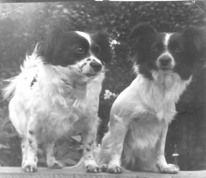 Справа - моя собака, слева - ее упитанная мама