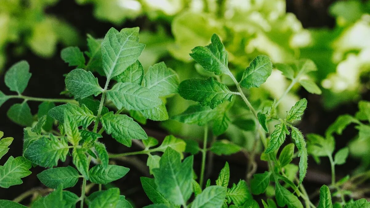 Некоторые растения для удобства можно высадить рядом. Фото: Pxfuel.com 