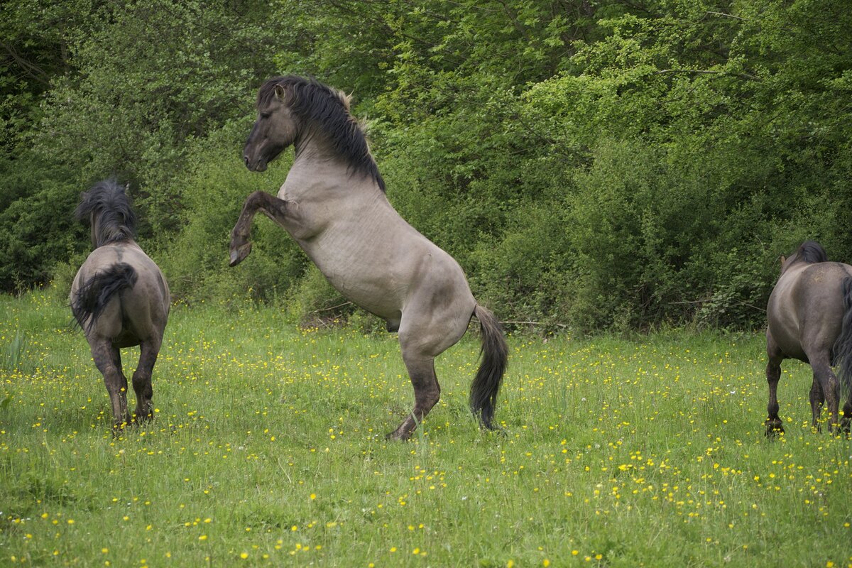 Дикая лошадь Тарпан. Фото взято из источников: https://clck.ru/fr9RR