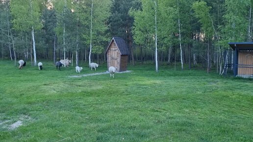 День на хуторе И копаем и готовим и ухаживаем за животными