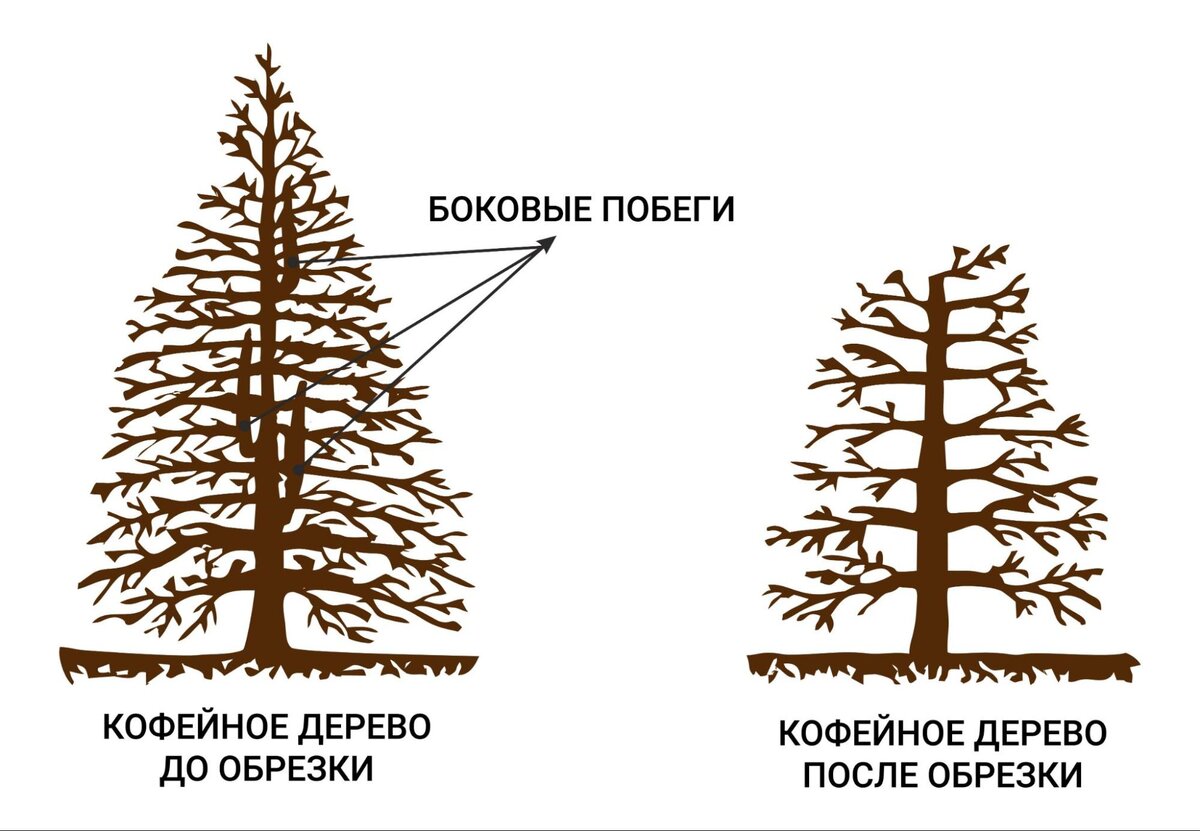 Кофейное дерево: уход в домашних условиях, пересадка и размножение