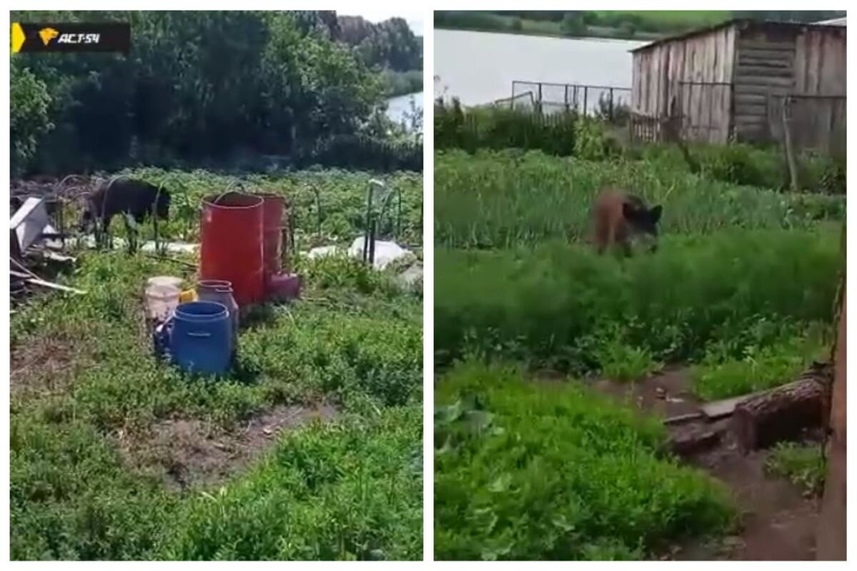    Диких кабанов заметили на огородах под Новосибирском