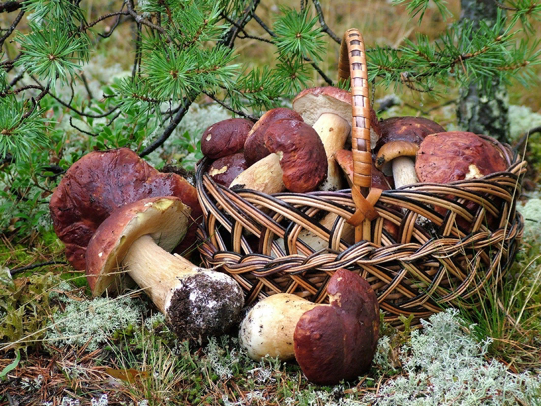 осенние дары леса. корзина с грибами. осенние дары леса. лес грибы ягоды. грибники дары леса.
