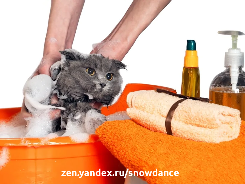помыли кошку шампунем от блох. кошка моется. можно ли мыть кошку хозяйственным мылом. помытый котенок. помытый кот.