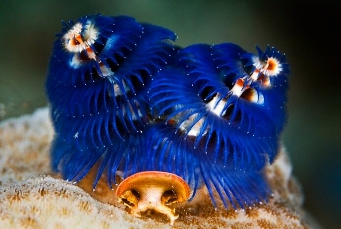 Трубчатые черви