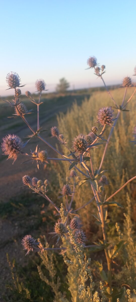 Синеголовник 