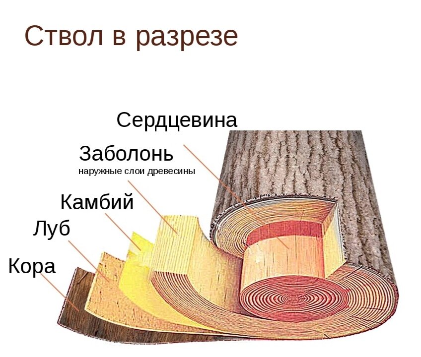 Какие функции выполняет ствол. Строение древесины Луб заболонь. Строение ствола дерева камбий. Строение дерева Луб камбий.