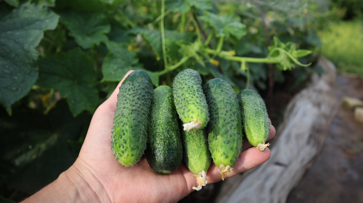 Огурцы в конце июля...