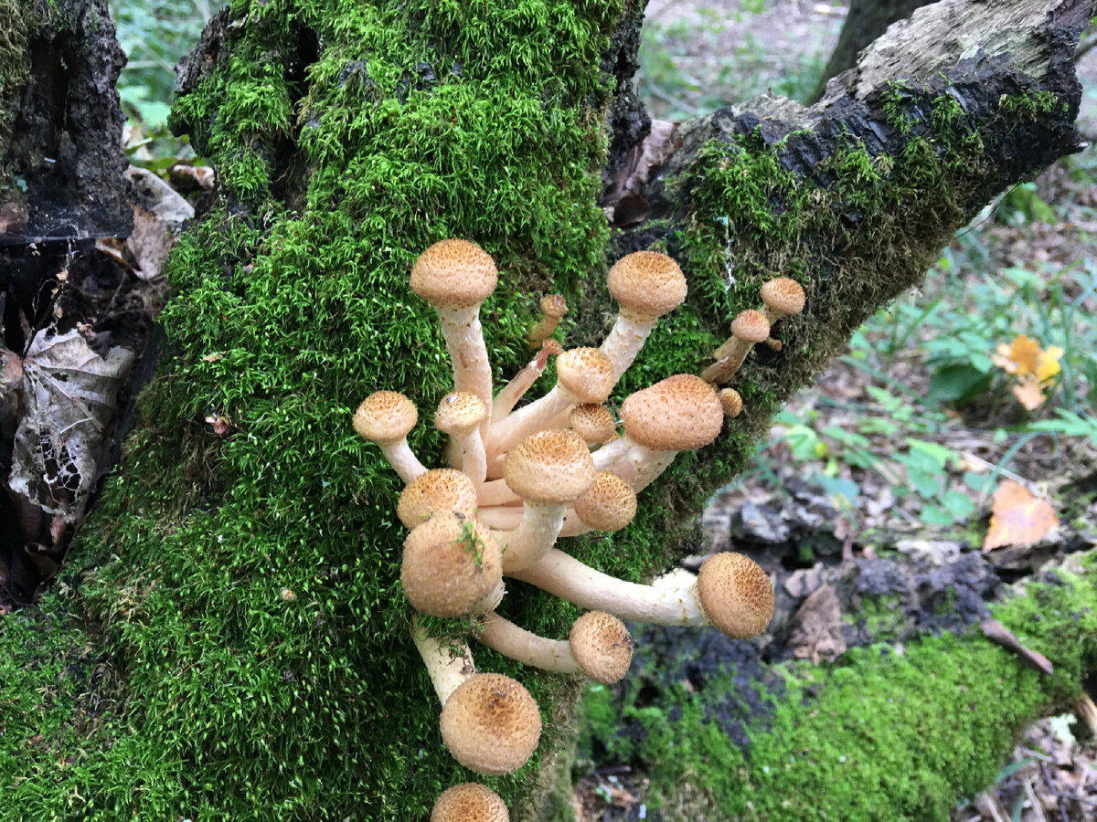 Сентябрь 2021 запад Подмосковья 