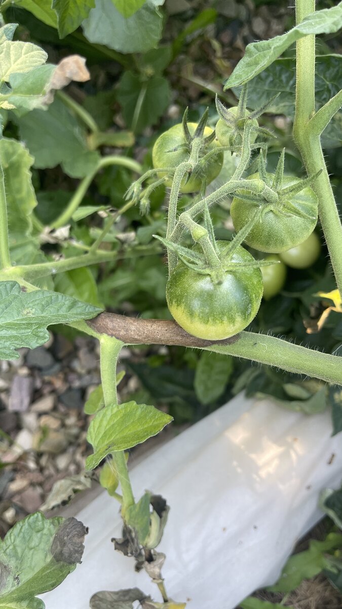 Фитофтора на стебле томата