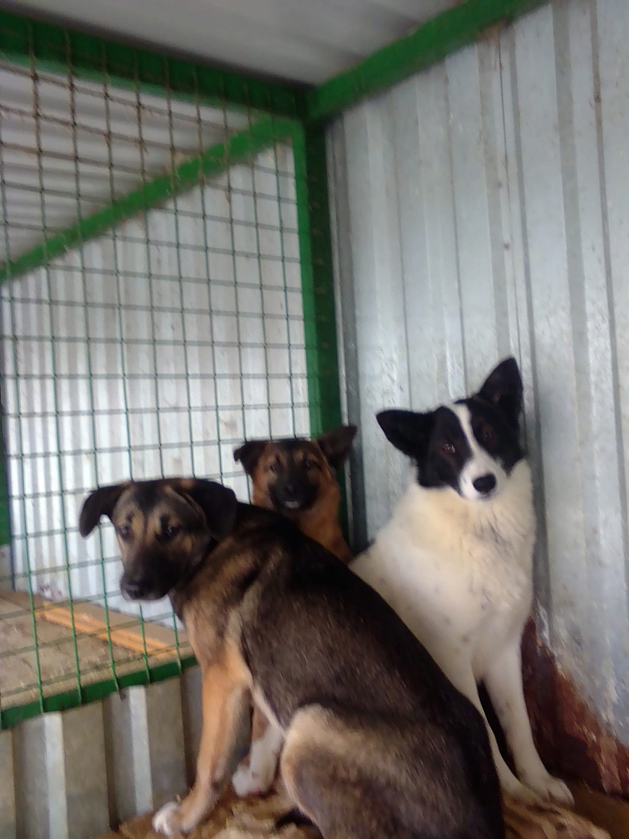 Мои подопечные щенки, которые долгое время остаются дикими несмотря на наши усилия, но это - отдельная тема, а пока мы стараемся приучить их к человеку, что нередко бывает непросто по разным причинам, но мы справимся. Обязательно...