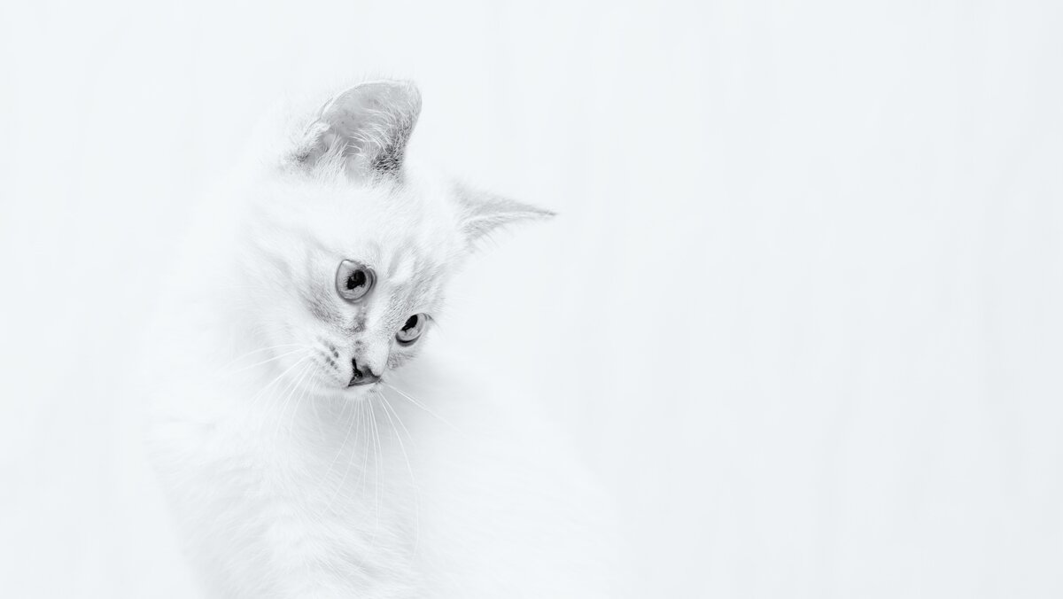    Фото в высоком ключе выглядит нежно и минималистично / Источник: unsplash.com