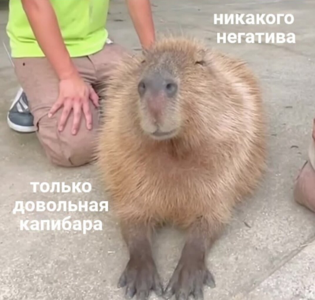 Никакого негатива, только довольная капибара!
