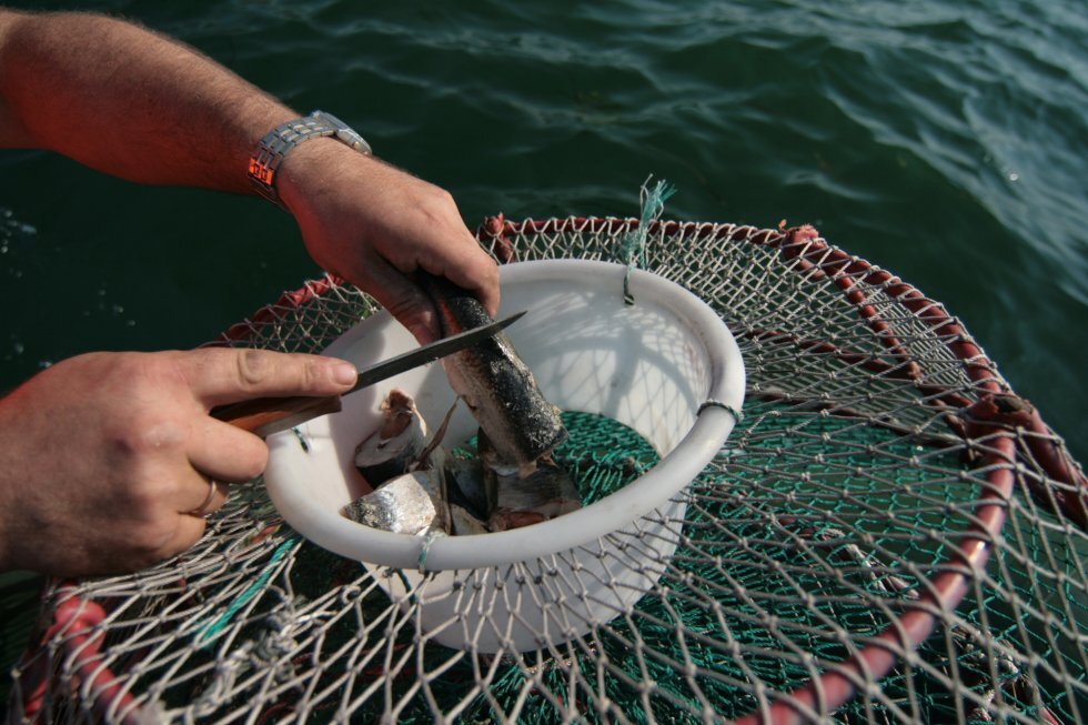 Приманка для краба