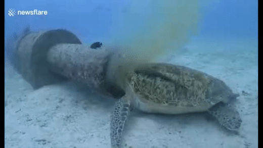 Морская черепаха питается отходами из канализационной трубы на Филиппинах.