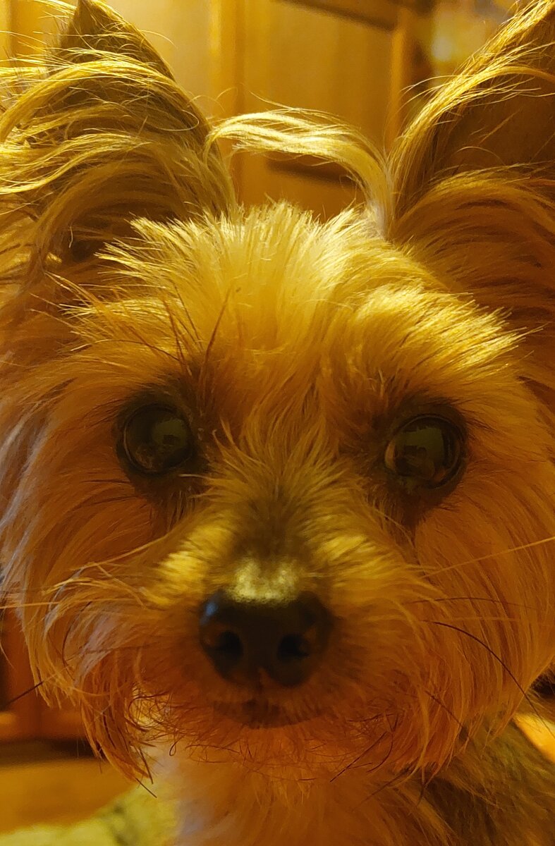 Лохматый будильник))))