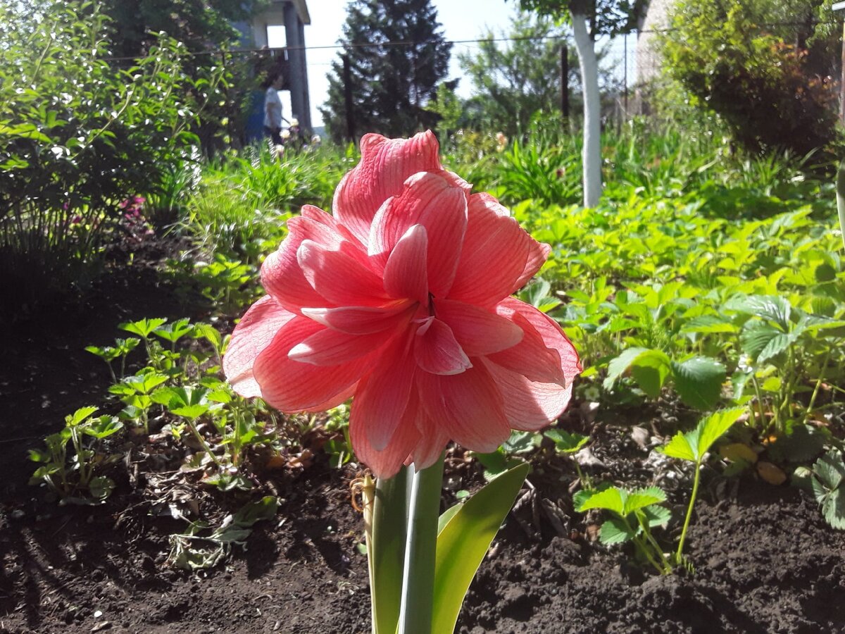 Гиппеаструм, сорт Double Dream