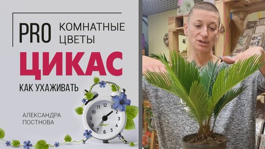 Цикас | Саговая пальма | Саговник | Неприхотливая комнатная пальма для любителей необычных растений.