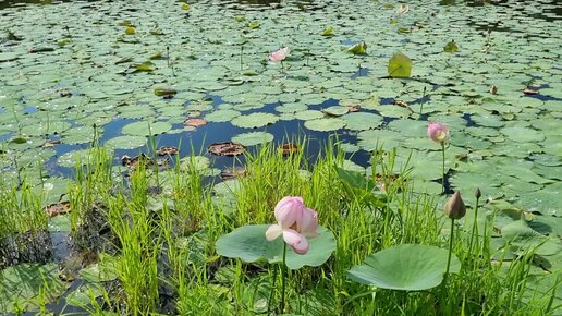 Маленькое озеро с лотосами Приморский край