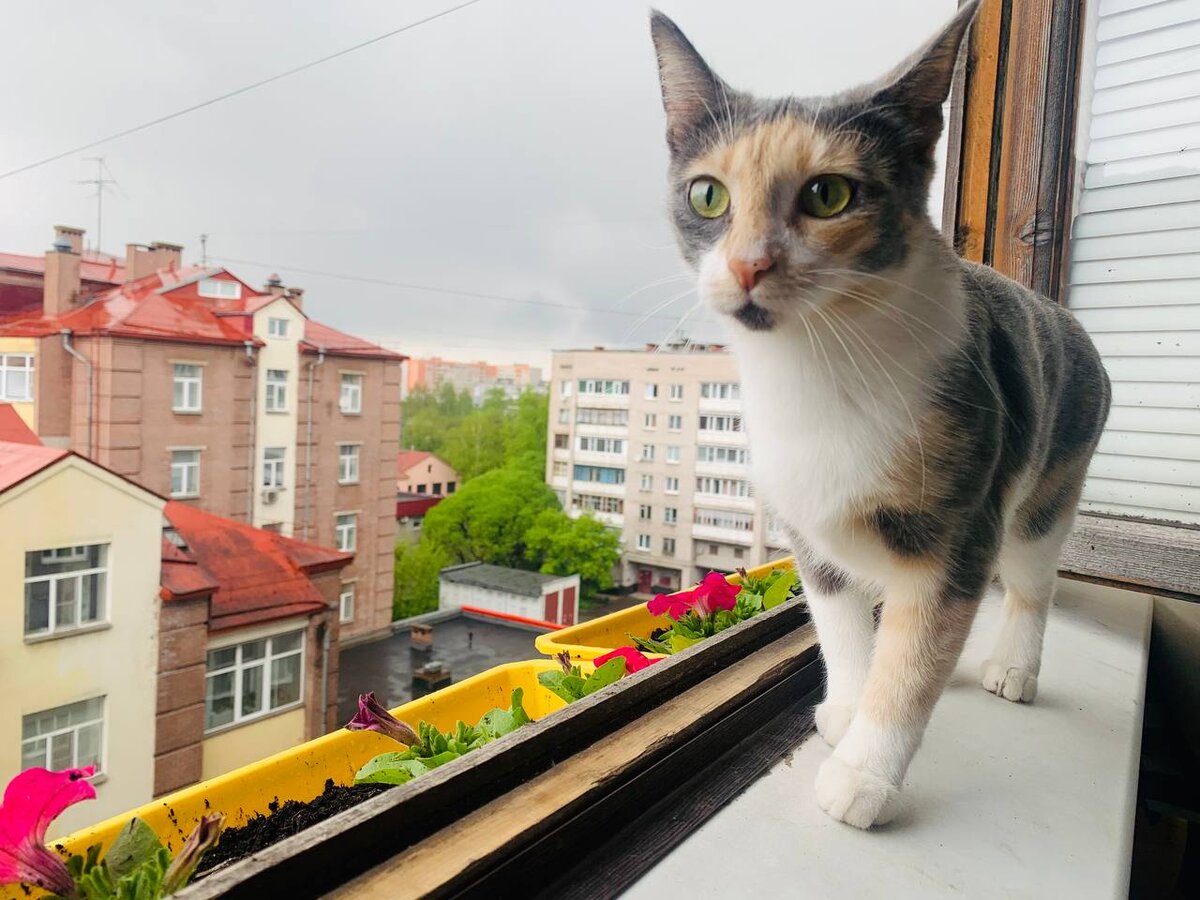кошка гуляет на балконе без сетки и ограничителей