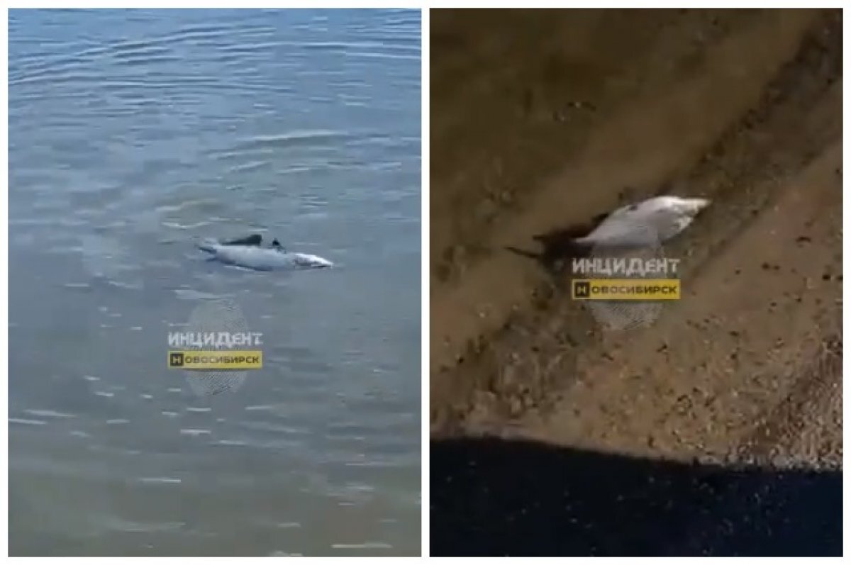    Под Новосибирском массово гибнет рыба на берегу Обского моря