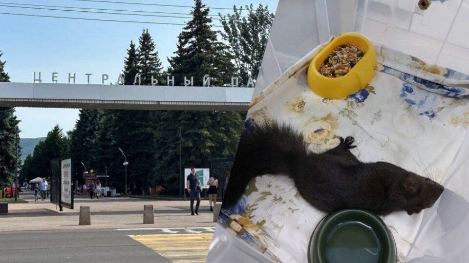     Красноярка Эльвира Ляпина рассказал, что в Центральном парке нашли бельчонка без сознания. Этот зверек был «всеобщим любимцем».