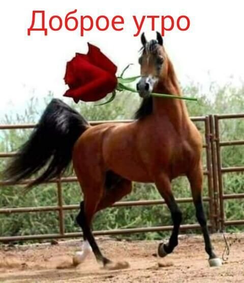 Яндекс. Открытый источник