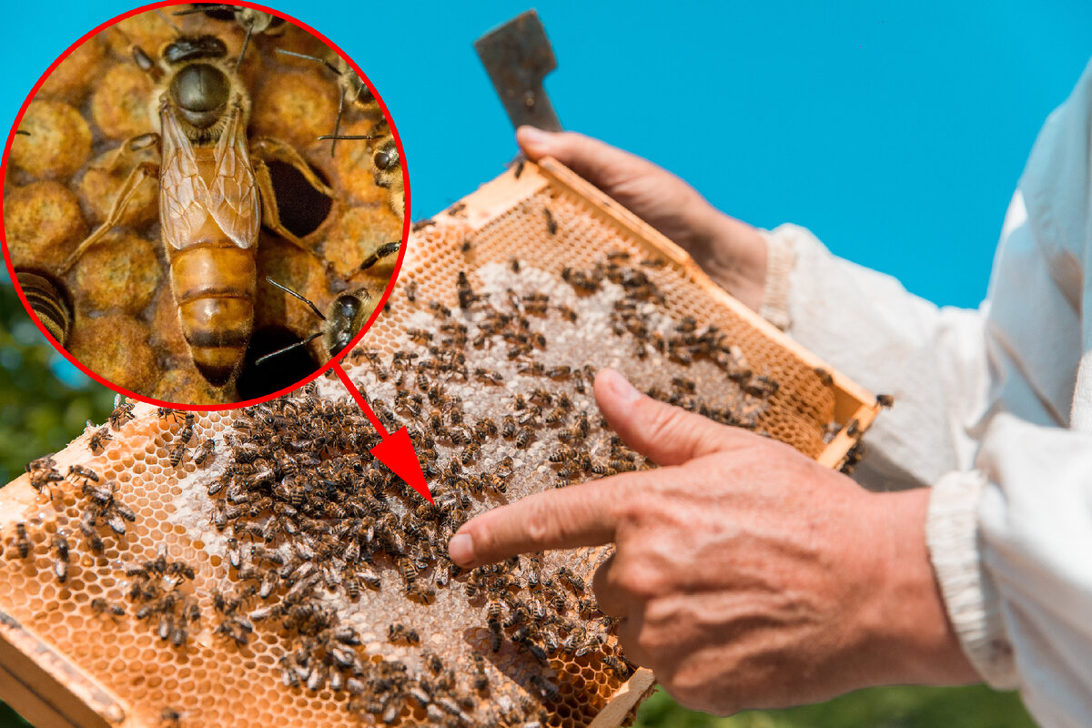 Королева пчел. Фото clck.ru/35bNVe