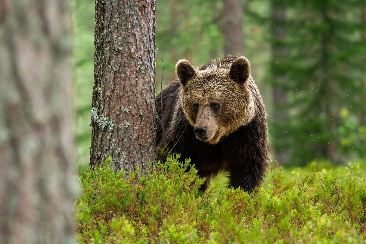 Медведь напал на грибников в Красноярском крае   В Курагинском районе трое мужчин столкнулись с медведем, когда пошли в лес за грибами.